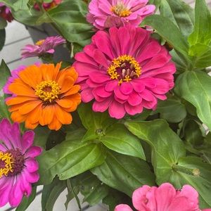 Meet your Posher, Virginia